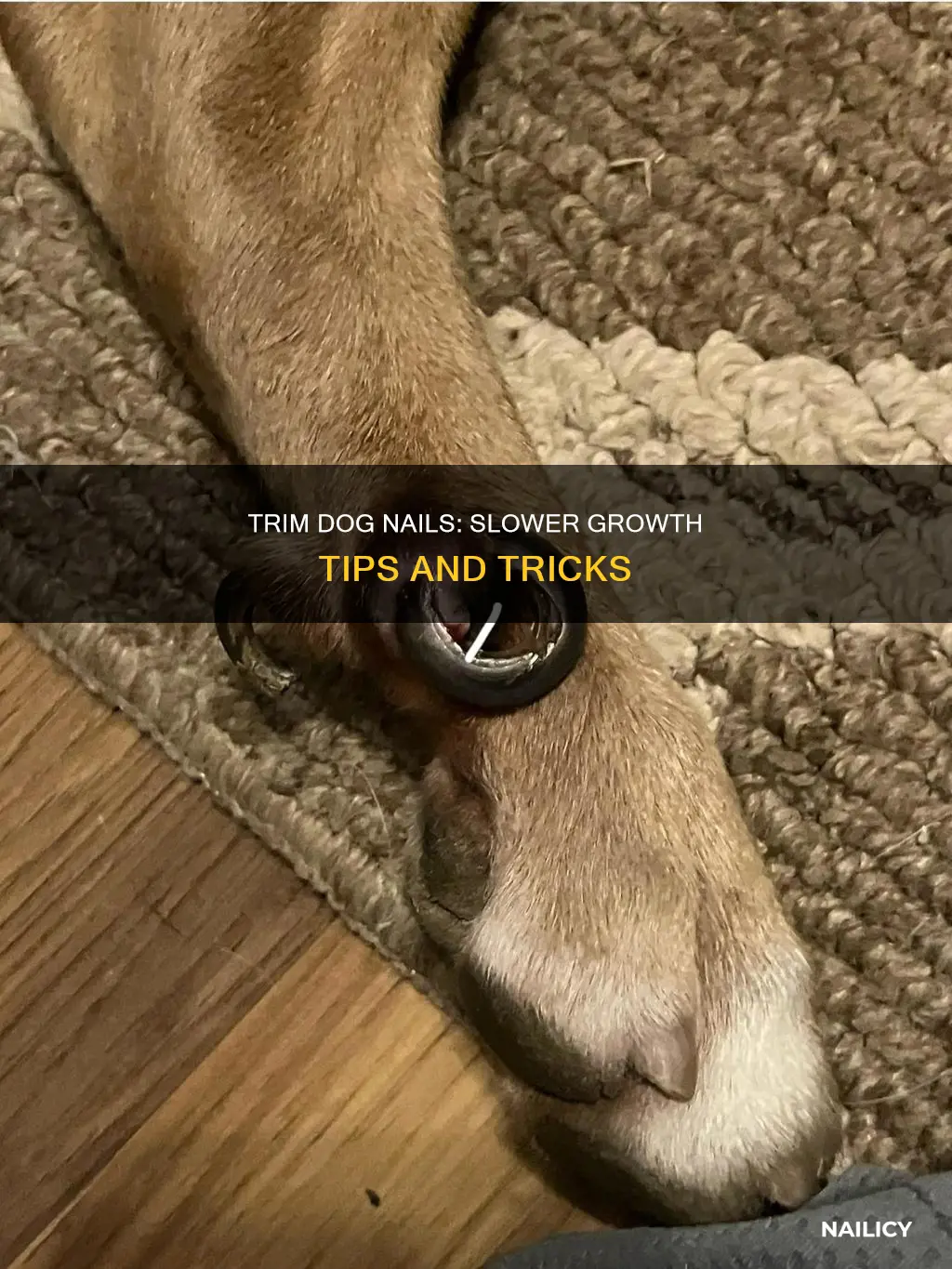 how to make dogs nails grow slower