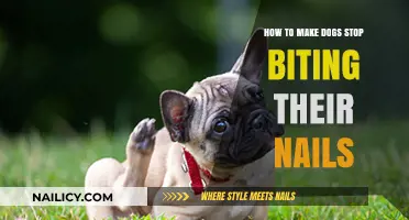 Stop Your Dog's Nail Biting with These Simple Tricks