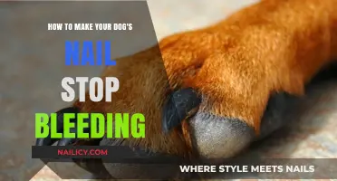 Quick Tips to Stop Your Dog's Nail Bleeding Fast