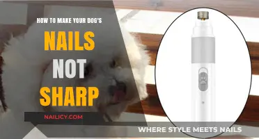 Soft Paws: Simple Tips to Smooth Your Dog’s Sharp Nails