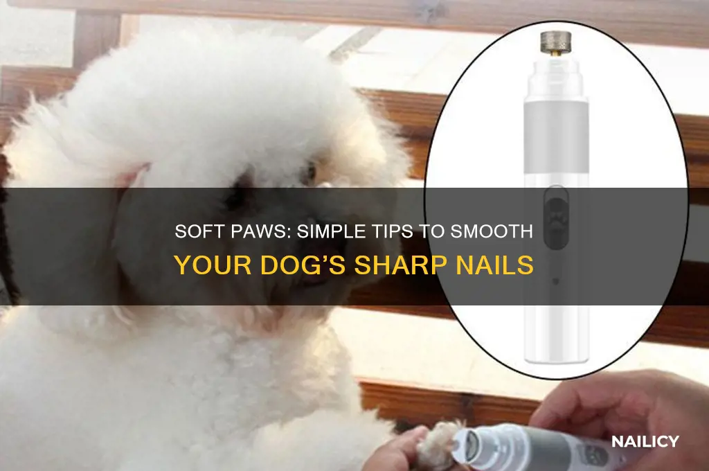 how to make your dog