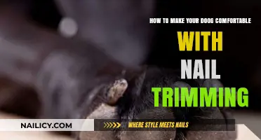 Trimming Nails: Making Your Dog Comfortable and Calm
