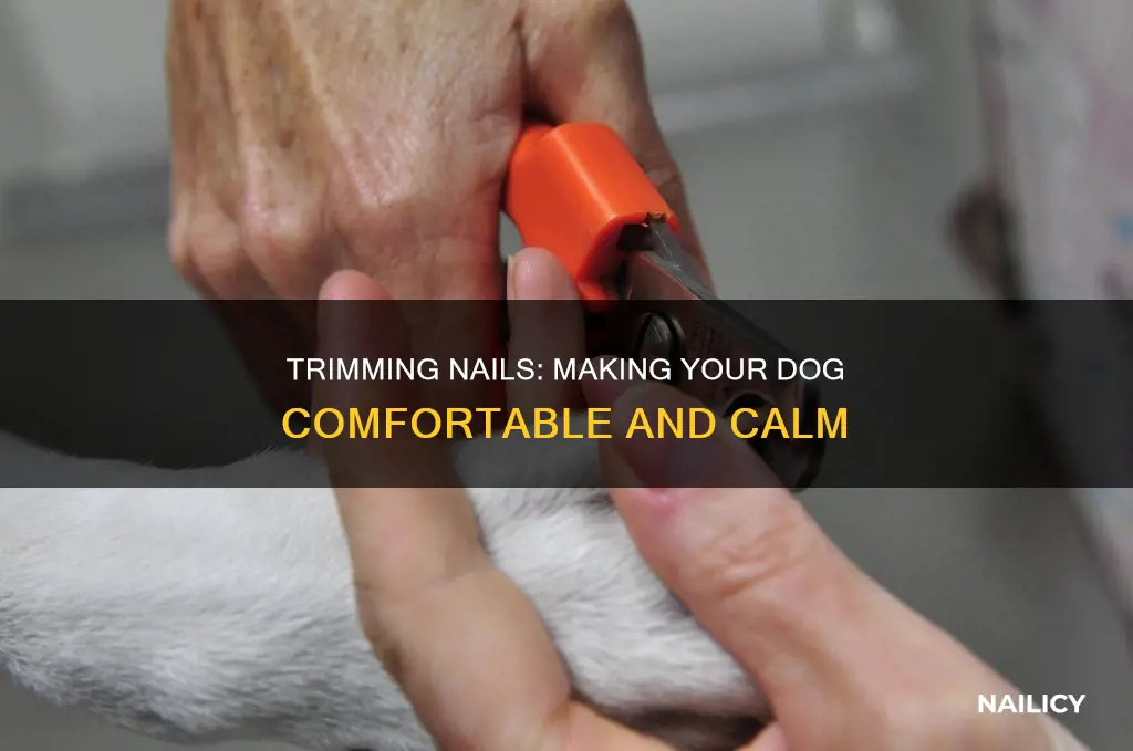 how to make your doog comfortable with nail trimming