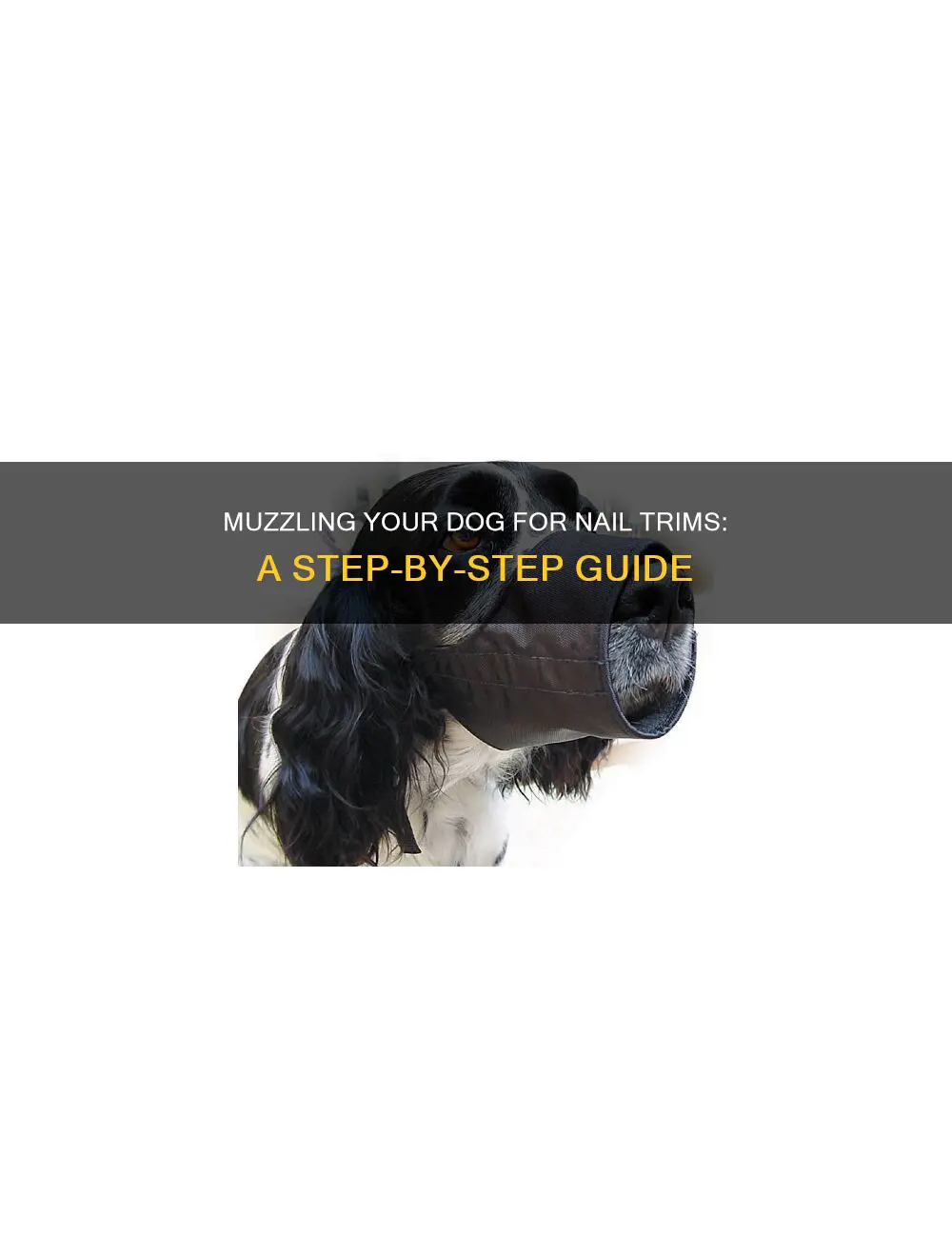 how to muzzle a dog for nail trim