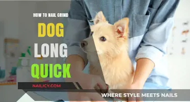 Mastering Dog Nail Grinding: Quick and Easy Tips