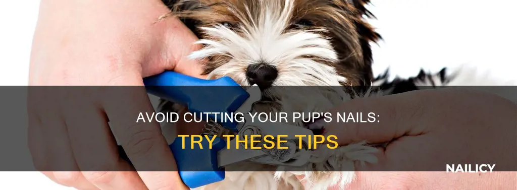 how to not cut puppies nails