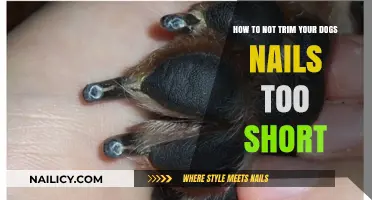 Avoid Over-Trimming: Tips for Perfect Dog Nail Clipping