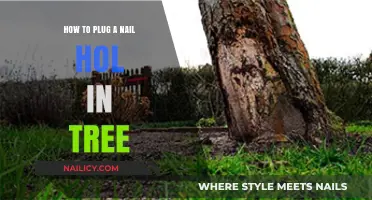 Effective Techniques to Repair and Plug Nail Holes in Trees