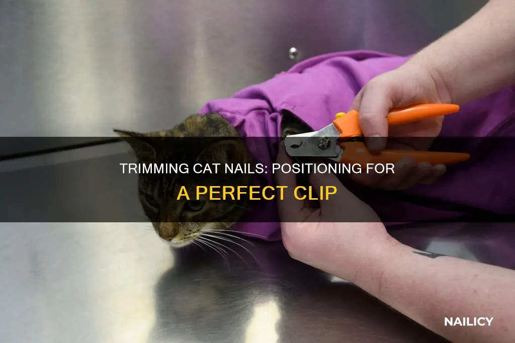how to position a cat for nail trimming