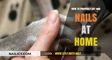 Trimming Dog Nails: A Safe and Easy Guide