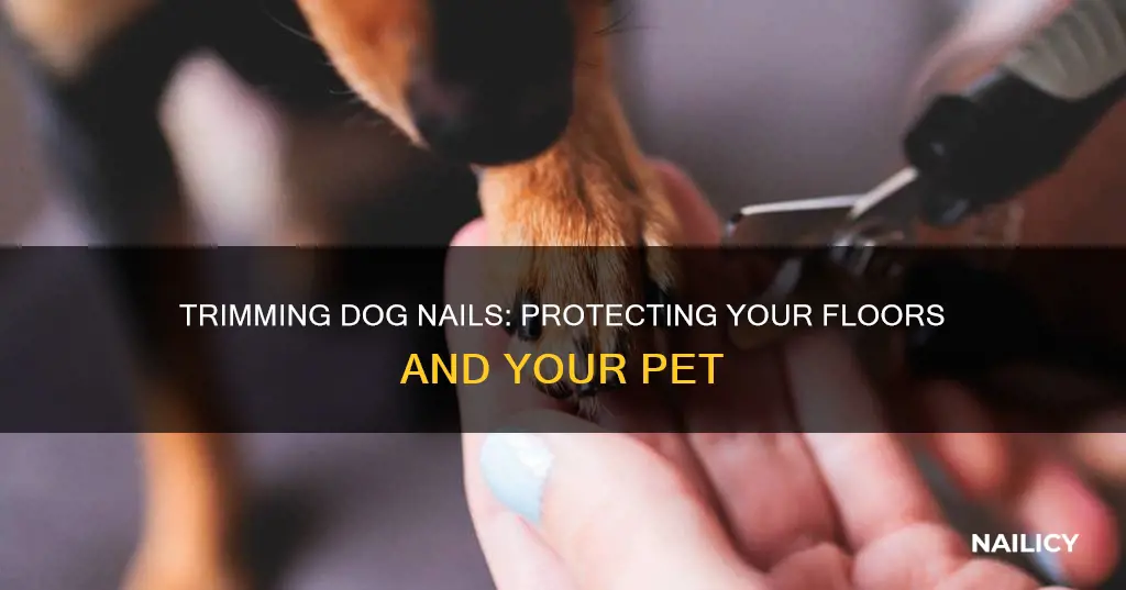 how to properly cut dogs nails to prevent scratching floors