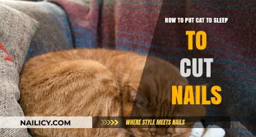 Trimming Cat Claws: A Guide to Nail Cutting