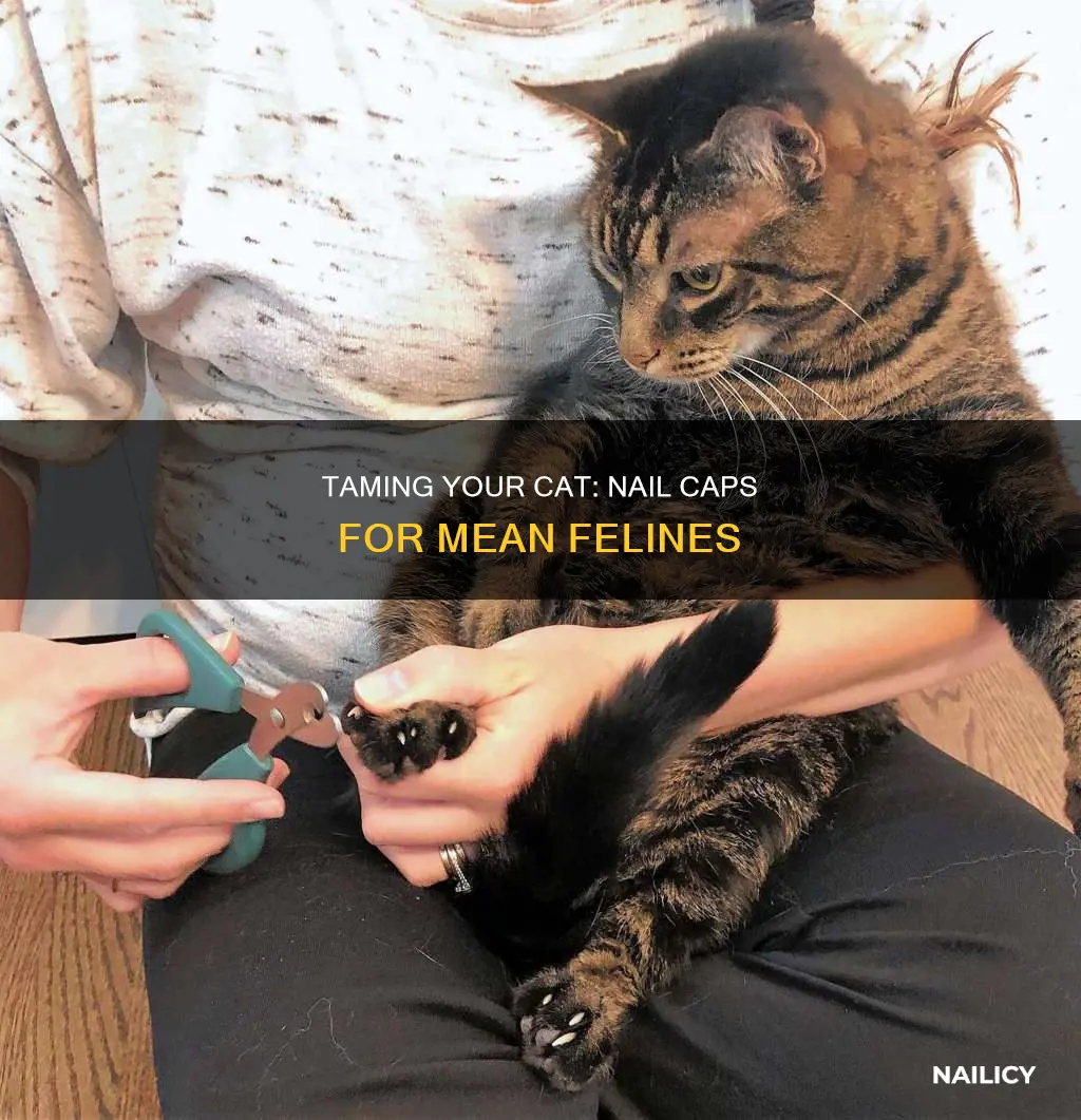 how to put nail caps on a mean cat