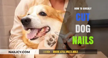 Clipping Dog Nails: Quick and Easy Techniques