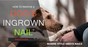 Treating Your Dog's Ingrown Nails at Home