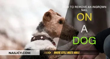 Treating Your Dog's Ingrown Nail at Home