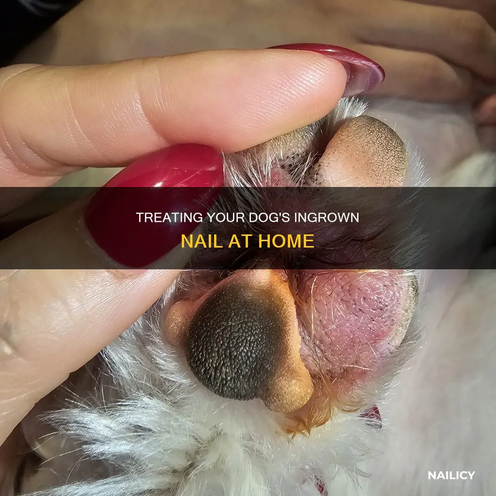 how to remove an ingrown nail on a dog