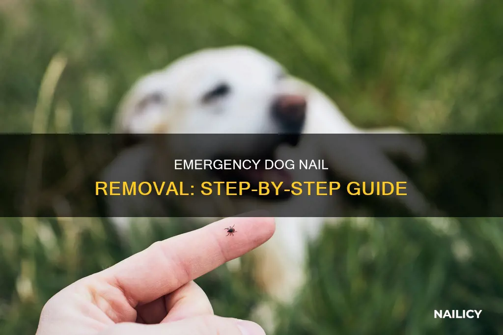 how to remove broken dog nail