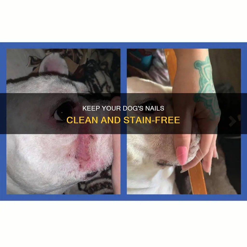 how to remove brown stains from dog