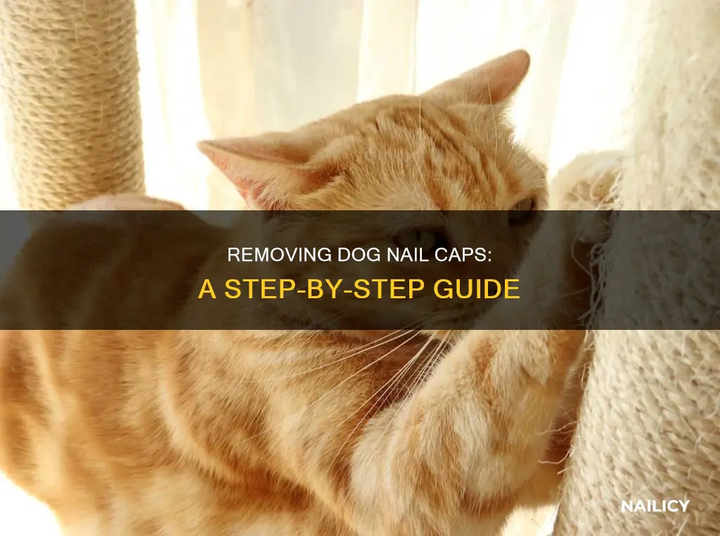 how to remove dog nail caps