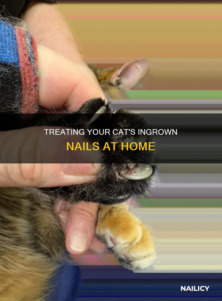 how to remove ingrown nail on cat