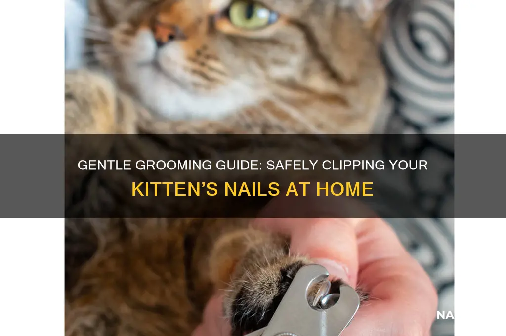 how to safely clip kitten