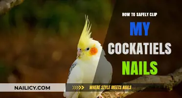 Safe Nail Clipping Guide for Your Cockatiel: Tips and Techniques