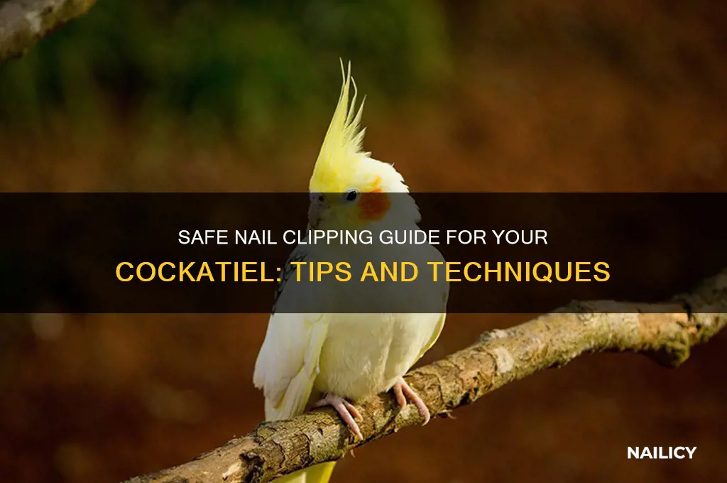 how to safely clip my cockatiels nails