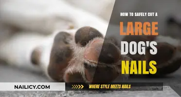 Trimming Your Large Dog's Nails: A Safe Guide