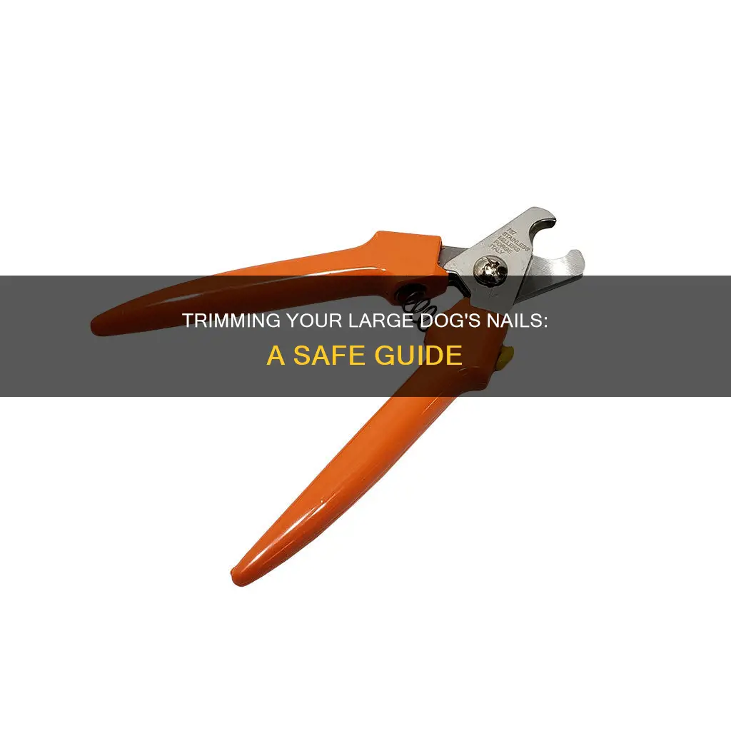 how to safely cut a large dog