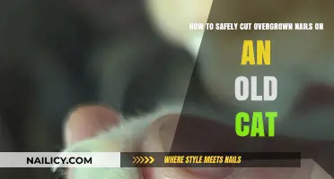 Trimming Your Senior Cat's Nails: A Safe Guide