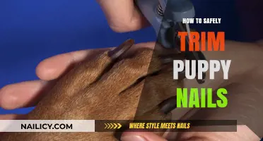 Trimming Your Puppy's Nails: A Safe and Easy Guide
