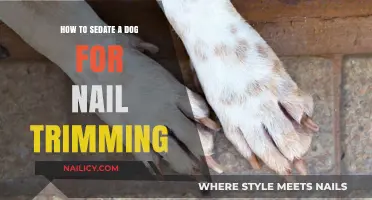 Calmly Sedate Your Dog for Stress-Free Nail Trimming