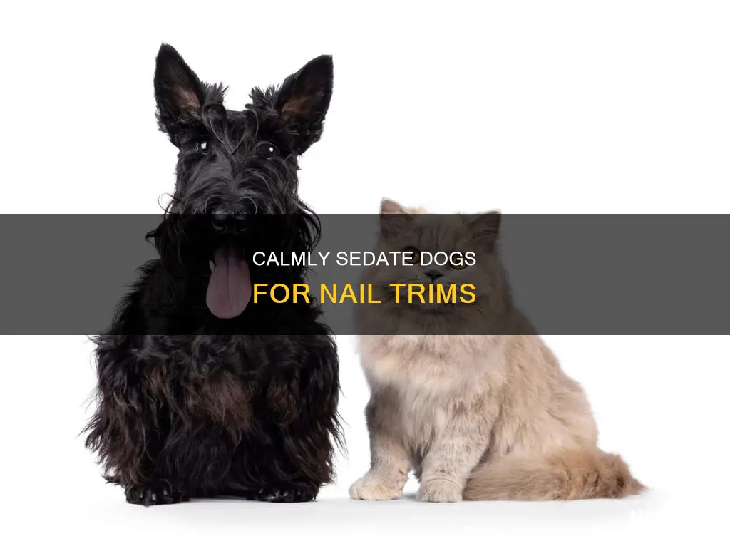 how to sedate dog to cut nails