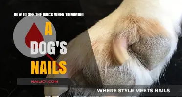 Trimming Dog Nails: A Quick Guide to Avoid Hurting Your Pet