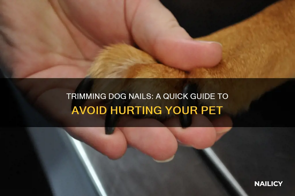 how to see the quick when trimming a dog