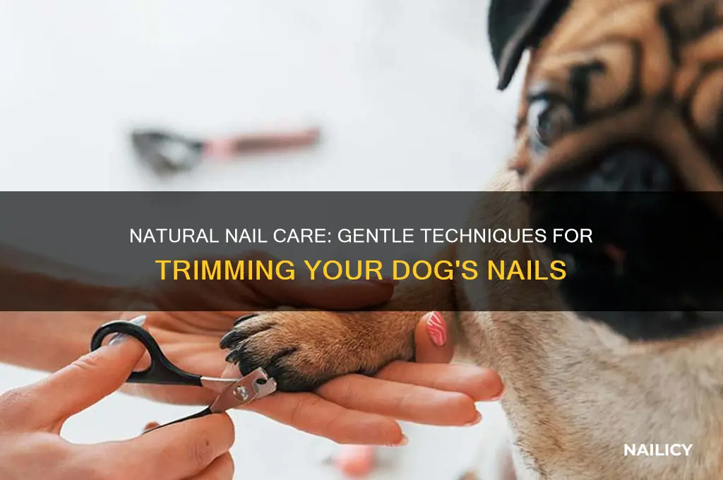 how to shave a gogs nails naturally