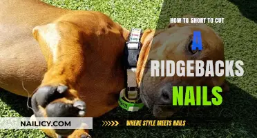 Trimming a Ridgeback's Nails: Quick and Easy Steps
