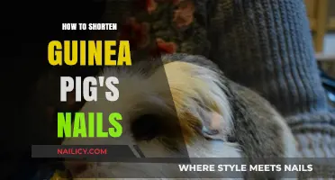 Easy Steps to Trim Your Guinea Pig's Nails Safely at Home