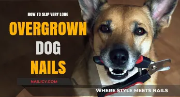 Trimming Your Dog's Overgrown Nails: A Step-by-Step Guide