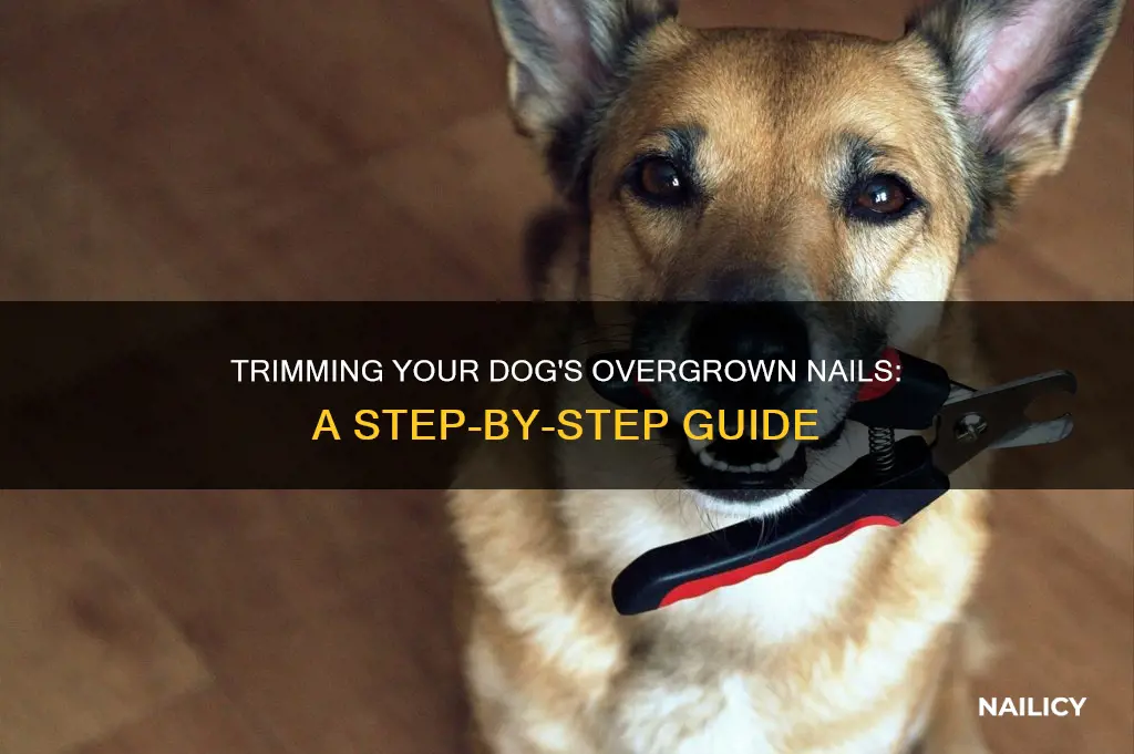 how to slip very long overgrown dog nails