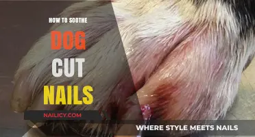 Healing Your Dog's Nails: Quick Home Remedies