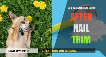 Calm Your Dog's Paws Post-Clipping with These Tips