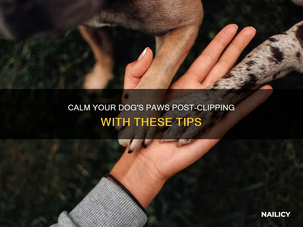 how to soothe dogs feet after nail trim