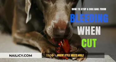 Quickly Stop Dog Nail Bleeding After Trimming
