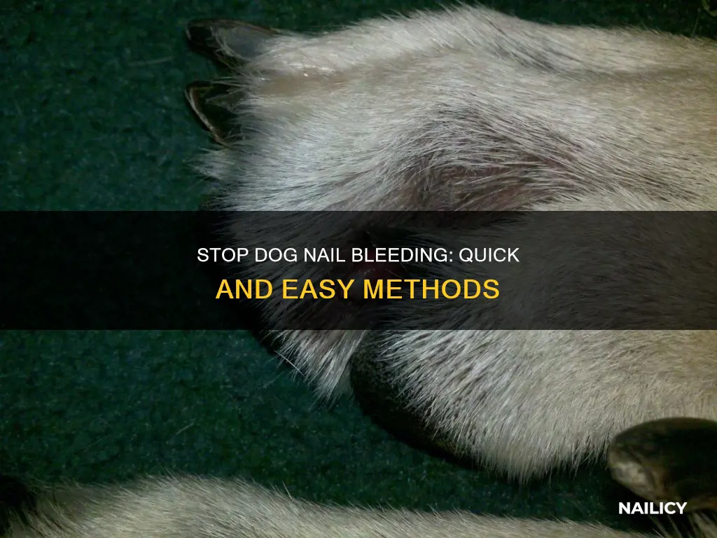 how to stop a dog