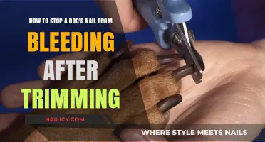 Quickly Stop Nail Bleeding After Trimming Your Dog's Nails