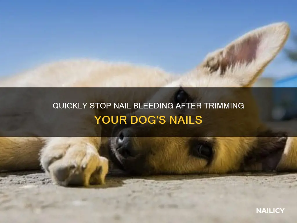 how to stop a dog