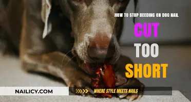 Quick fixes for dog nail bleeding