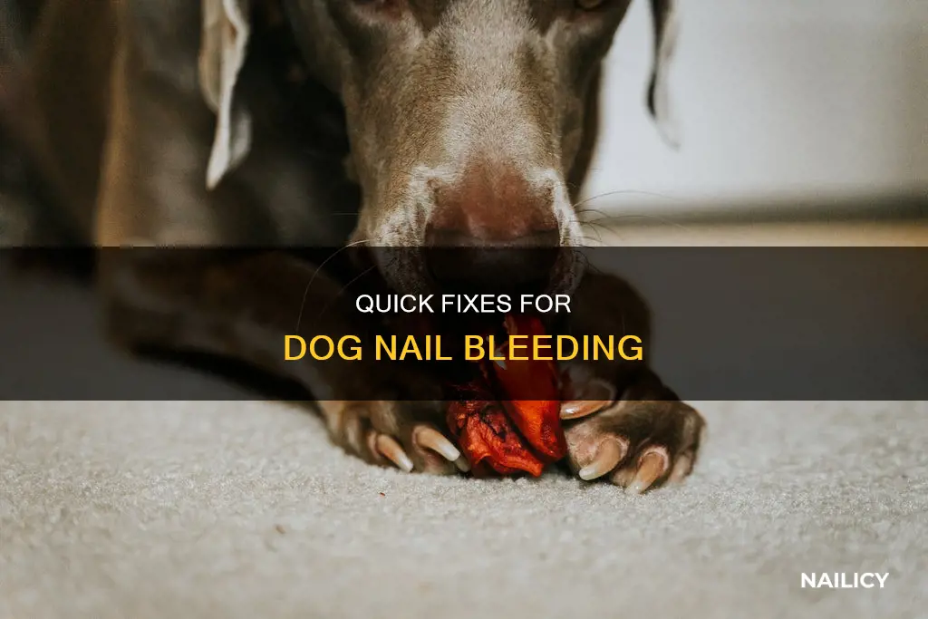 how to stop beeding on dog nail cut too short